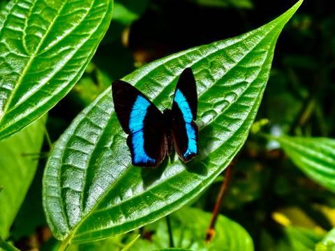       Bright blue and black butterfly perched on a green leaf.
  