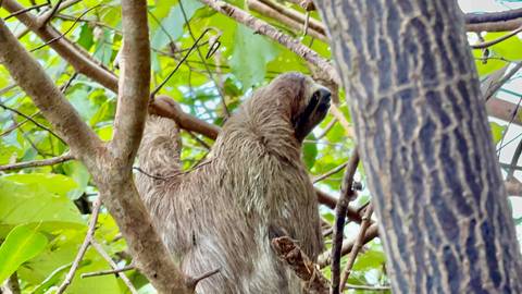       A sloth climbing in a lush green tree canopy.
  