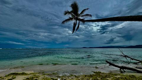       Tranquil beach with turquoise water and a lone palm tree.
  