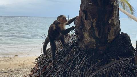       Monkey sitting on a palm trunk beside the ocean.
  