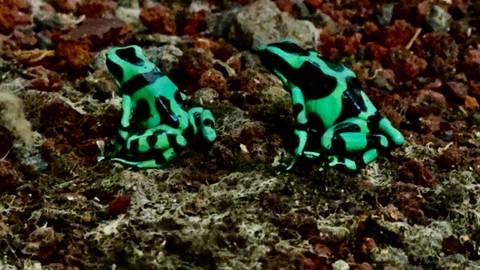       Two brightly colored frogs on a rocky surface.
  