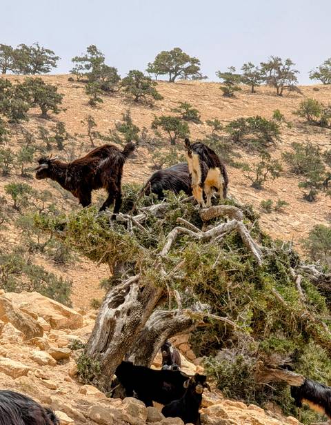 Goats perched in a tree in an arid landscape.