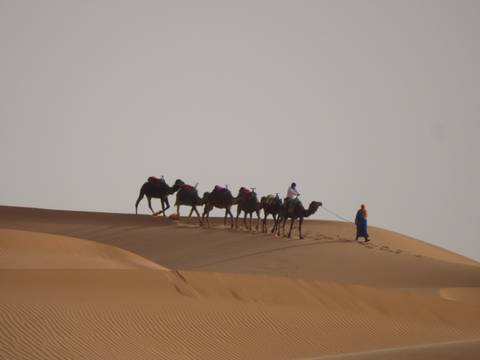 Camel caravan walking across desert dunes.