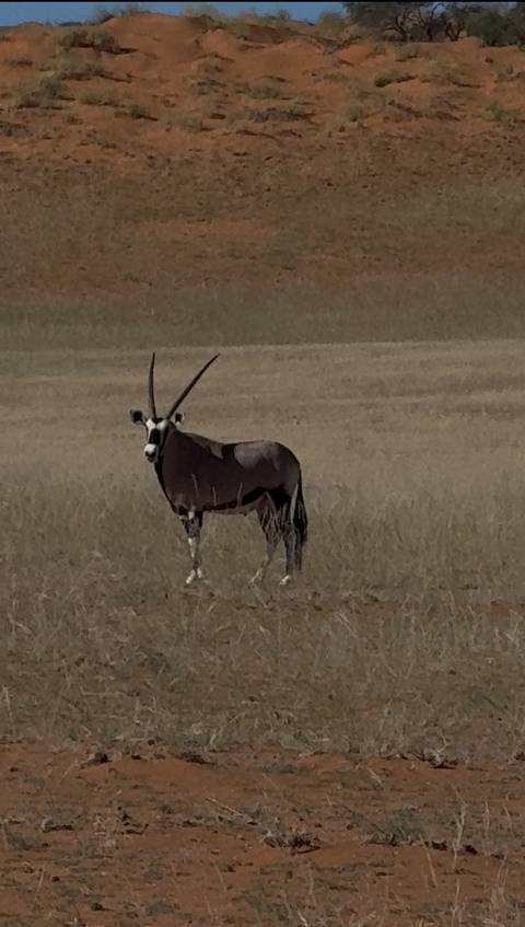       Oryx standing in a dry grassland.
  
