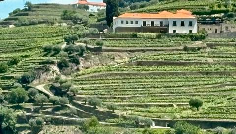 Vineyards with a large house on a hill.