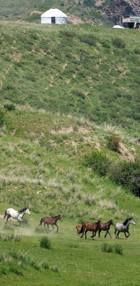      Grassy hill with scattered shrubs.
  
