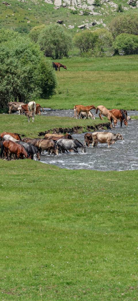       Group of horses and cows by a river.
  