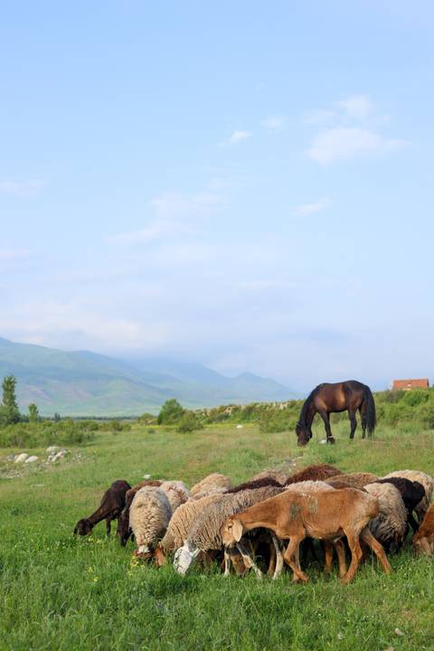       Horse grazing in a green valley with mountains.
  