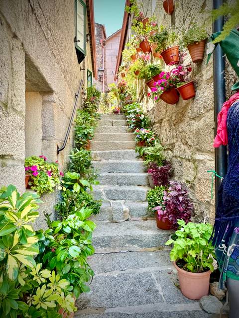      Stone staircase lined with flower pots in a quaint alley.
  
