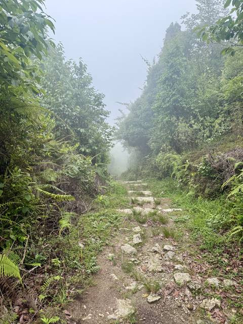 Pathway surrounded by dense greenery and fog.