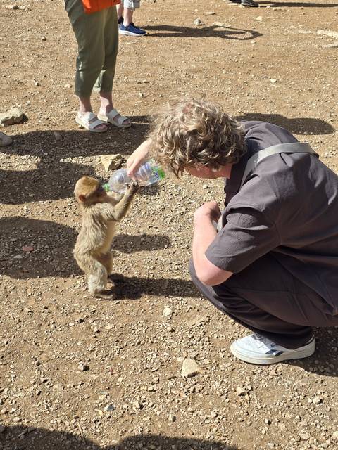 Person feeding a small monkey with a water bottle.