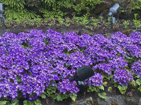 Vibrant purple flowers in bloom.