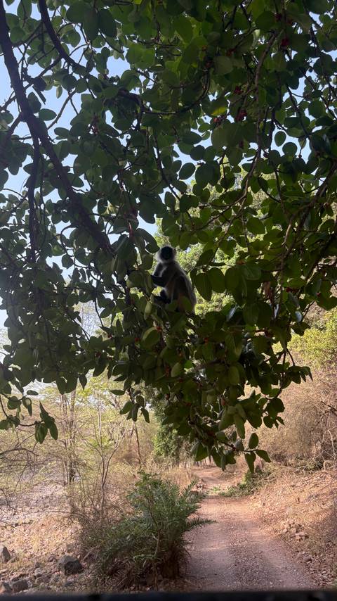       Monkey sitting on a tree branch in a forest.
  