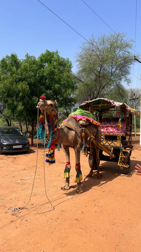       Decorated camel with traditional attire standing beside a colorful cart.
  