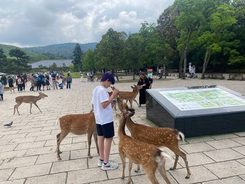      People interacting with friendly wild deer in a park.
  