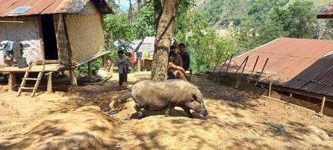       Pig and people in a rural countryside setting.
  