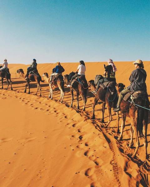       Group riding camels in the desert with clear blue sky.
  