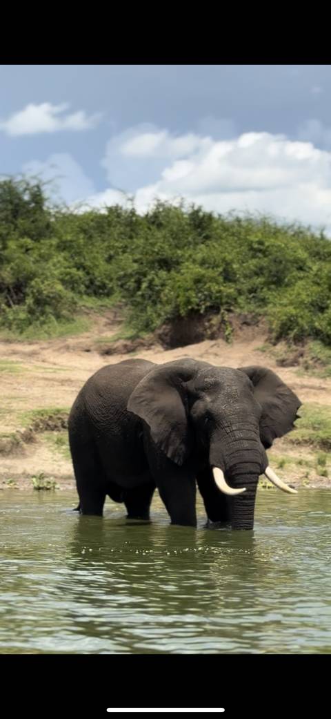 Close-up of an elephant's face in a natural setting.