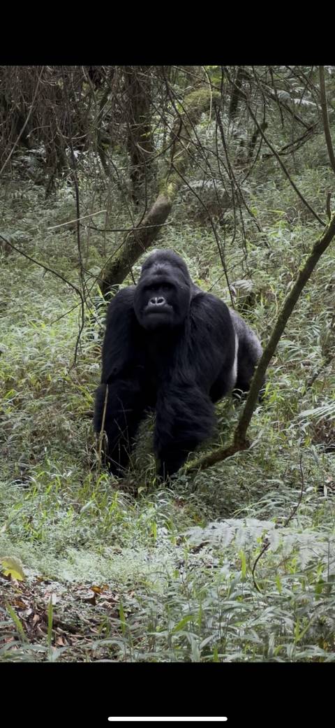 Gorilla in a rainforest with dense foliage.