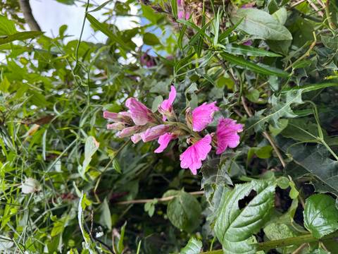 Close-up of purple flowers among green foliage.