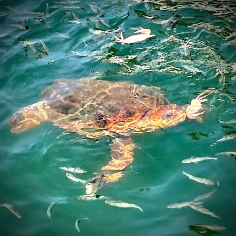 Sea turtle swimming in clear water with fish around.