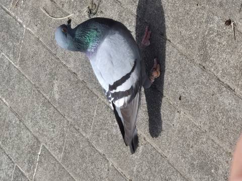       Close-up of a pigeon on the pavement.
  