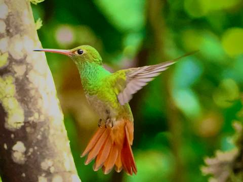       Close-up of a hummingbird mid-flight near a tree.
  
