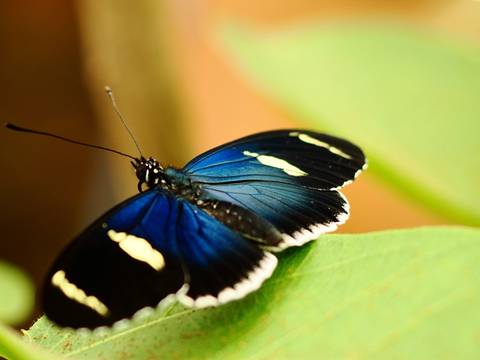       Close-up of a brightly colored butterfly on a leaf.
  