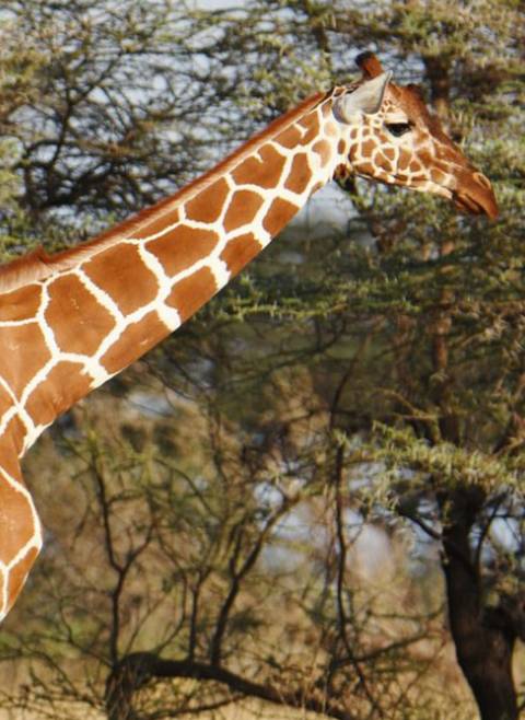 Partial view of a giraffe with trees around.