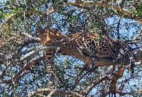       Leopard resting on tree branches.
  