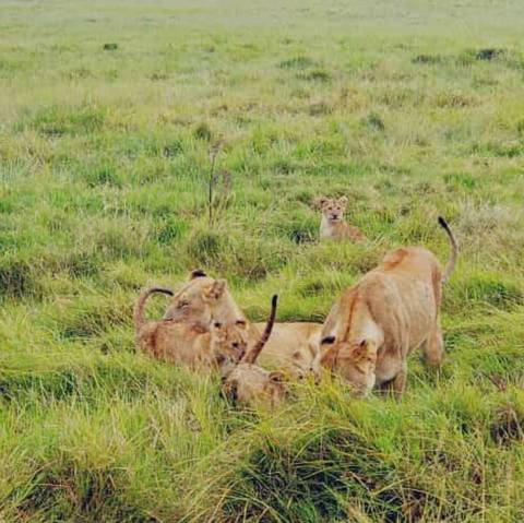       Pride of lions lounging in the grassland.
  