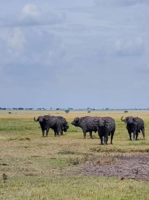       Klantbeoordelingsfoto van 4 Dagen Mikumi &amp; Udizungwa Nationale Parken Safari 
  