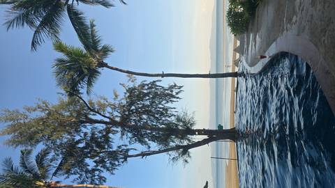       Palm trees and a pool with an ocean view.
  