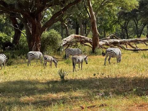 Herd of zebras grazing in a forest clearing.