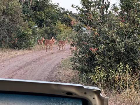 Group of antelope on a dirt road surrounded by trees.