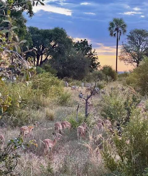 Zebras and antelopes in a grassy field at sunset.