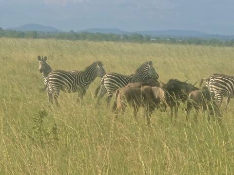 Zebras and wildebeests in a grassy savannah.