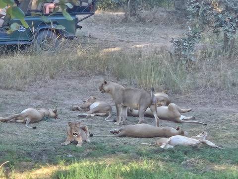 Lions in a grassy area with a safari vehicle in the background.
