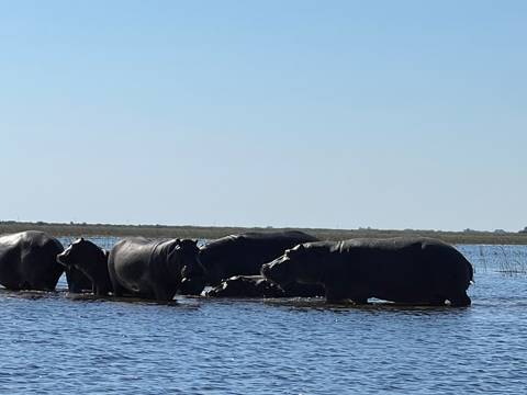 Group of hippos in the water under a clear blue sky.