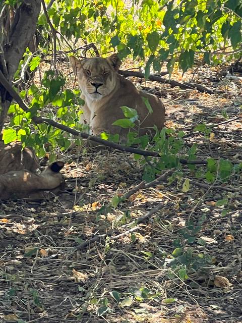       Lions resting under the shade of trees.
  