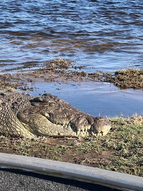 Close-up of a crocodile's head near the water.