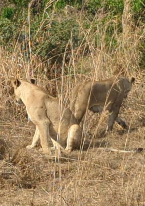 Klantbeoordelingsfoto van Serengeti & Ngorongoro - een groepsreis per 4WD - 4 dagen 