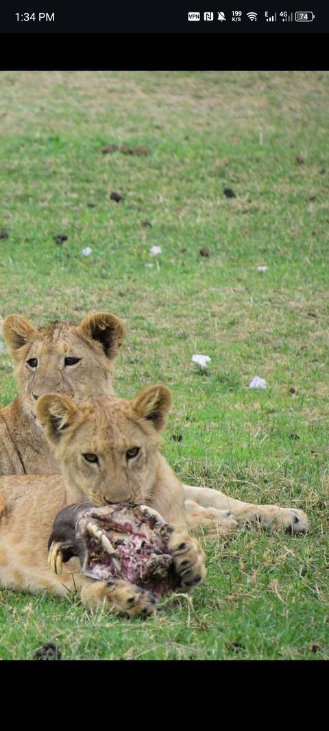 Close-up of two lion cubs in grassy area