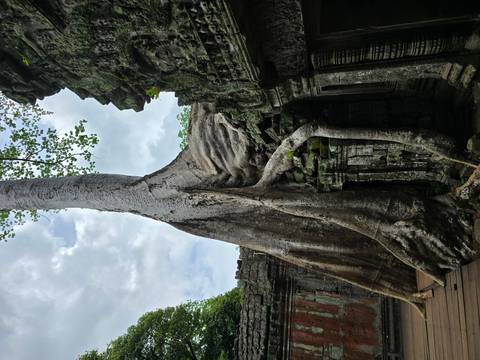       A large tree growing over and into ancient stone ruins.
  