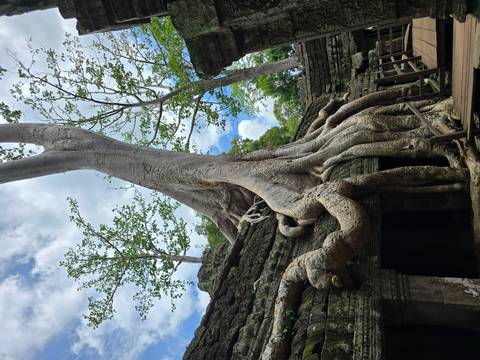       Massive tree roots enveloping ancient ruins.
  