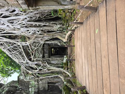       Ancient structure overgrown with tree roots.
  