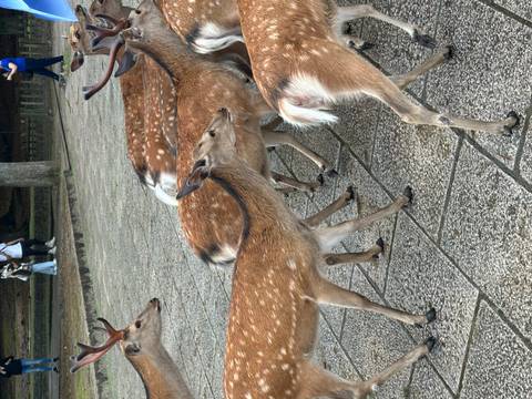 Group of deer walking in a park setting.