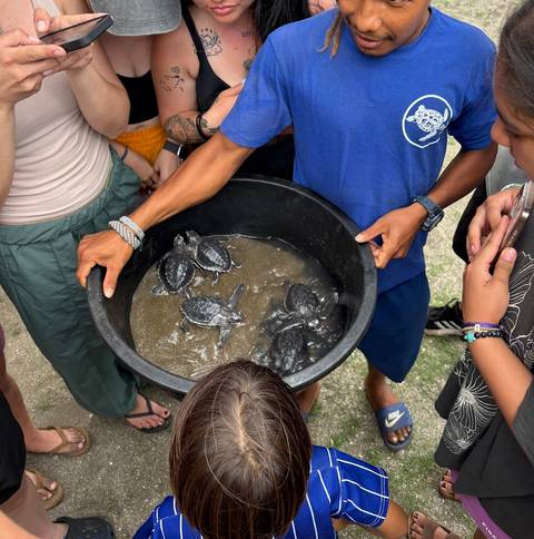 Person holding a basin with baby turtles surrounded by people.