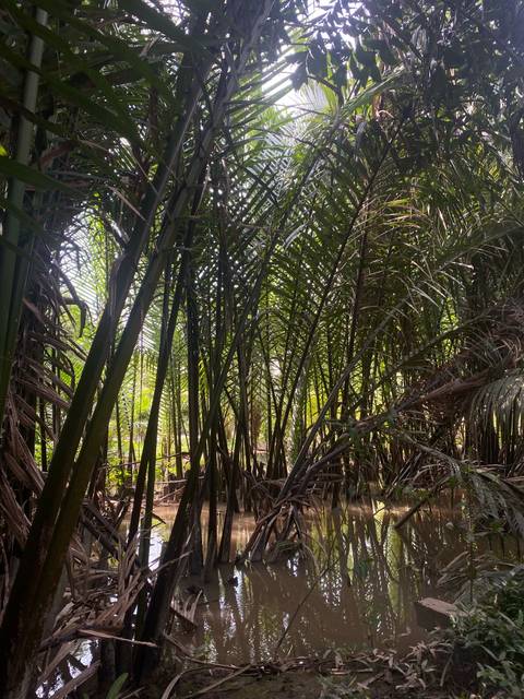      Dense tropical vegetation with sunlight filtering through.
  