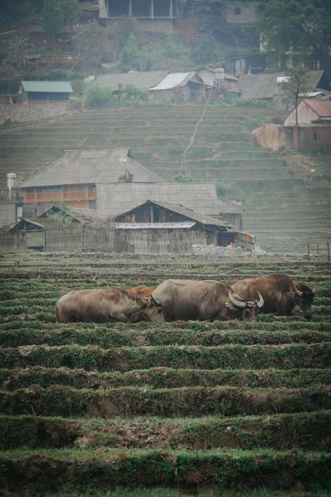       Buffalo grazing in a rural village setting.
  
